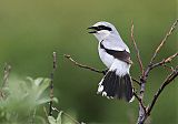 Northern Shrike